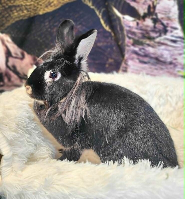 Picture of the Animal Listed